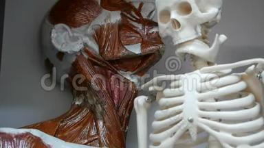 课上人脑解剖学模型与骨骼模型